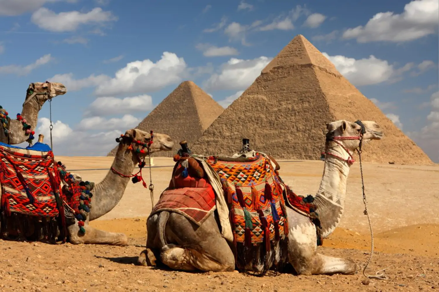 Camels by the Pyramids in Giza Egypt