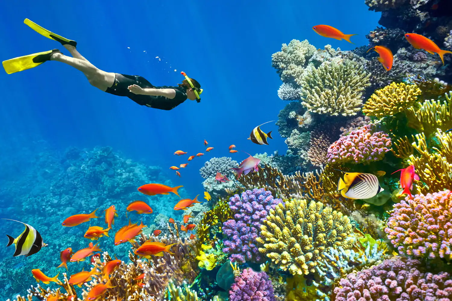 Diving in Sharm El Sheikh Diving in Sharm El Sheikh