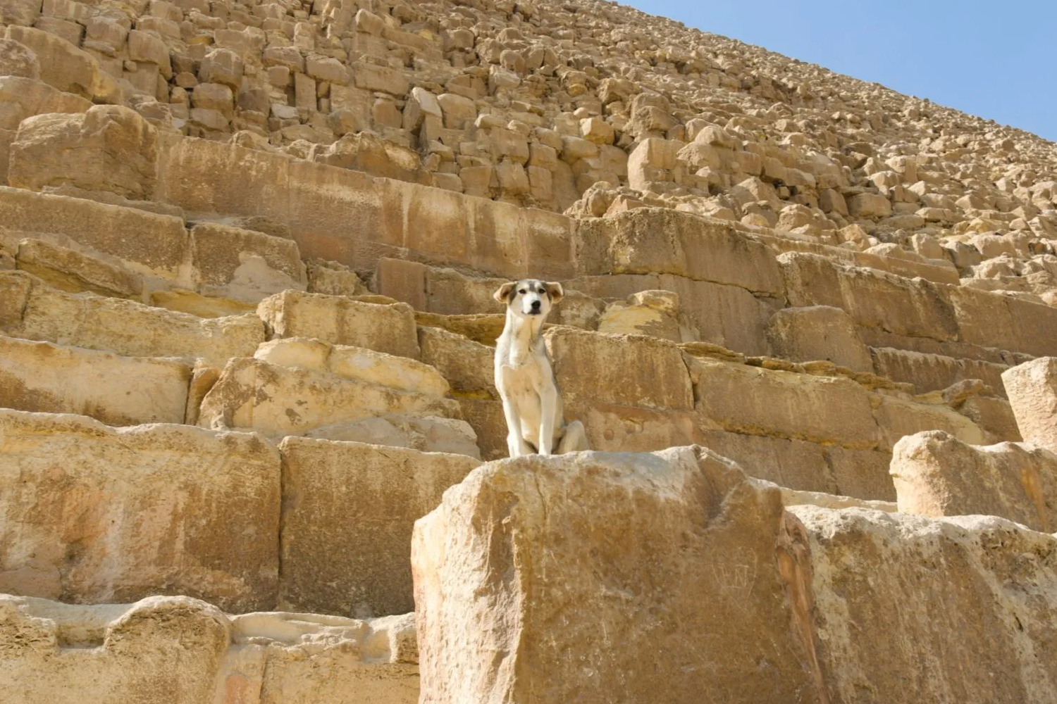 Apollo the dog of Pyramids